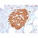 GPN1 / XAB1 (DNA Repair & Protein Synthesis) (GPN1/2350), 0.2mg/mL