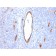 von Willebrand Factor / Factor VIII Related-Ag (Endothelial Marker)(VWF/2480), 0.2mg/mL