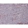 MSH2 (DNA Mismatch Repair Marker)(MSH2/2622), 0.2mg/mL