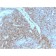 Biotium BNUB2875-500, CD44 / HCAM Std. (HCAM/2875R), 0.2mg/mL