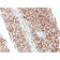CD63 (Late Endosomes Marker)(LAMP3/2881), 0.2mg/mL