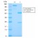 CD79b (B-Cell Marker)(IGB/2940R), 0.2mg/mL