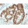 MSH6 (DNA Mismatch Repair Protein)(MSH6/3091), 0.2mg/mL