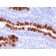 CD95 / FAS / TNFRSF6(FAS/3112), 0.2mg/mL