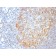 MALT1 (MALT-Lymphoma Marker)(MT1/3159R), 0.2mg/mL