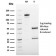 MCAM (Melanoma Cell Adhesion Molecule) / MUC18 / CD146(MCAM/3179), 0.2mg/mL