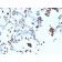 Napsin A (Lung Adenocarcinoma Marker)(NAPSA/3308), 0.2mg/mL