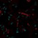 CD31 / PECAM-1(C31.7), 1mg/mL