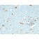 Macrophage Specific Antigen(LN-5), 1mg/mL