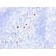 Granulocyte Marker(BM-1), 1mg/mL