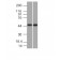 CD33(C33/69), 1mg/mL