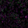 CD19(CVID3/155), 1mg/mL