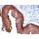 Cytokeratin 17(E3), 1mg/mL