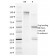 CD20(B9E9), 1mg/mL