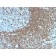 CD50 (ICAM-3)(186-2G9), 1mg/mL