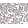 CD284 / TLR4(TLR4/230), 1mg/mL