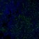 CD3e(RIV9), 1mg/mL
