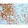 CD43(84-3C1), 1mg/mL