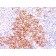 CD30(CD30/412), 1mg/mL