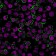CD19(CVID3/429), 1mg/mL