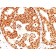 Estrogen Receptor beta 1(ERb455), 1mg/mL
