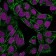 CD44 Standard(156-3C11), 1mg/mL