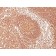 CD45 / LCA(2B11), 1mg/mL