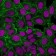 Moesin(MSN/493), 1mg/mL