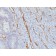 CD31 / PECAM-1(JC/70A), 1mg/mL