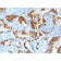 Cytokeratin 8(H1 + TS1), 1mg/mL