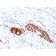 CD56 / NCAM(123C3.D5 + 123A8), 1mg/mL