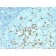 CD57 / B3GAT1(NK-1 + HNK-1), 1mg/mL