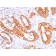 Mucin 1 / EMA / Episialin / CD227(GP1.4 + E29), 1mg/mL