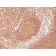 CD45 / LCA(2B11 + PD7/26), 1mg/mL