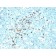 Human IgM Immunoglobulin(DA4-4), 1mg/mL