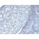 IgM Immunoglobulin(Cocktail), 1mg/mL