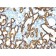 CD34(HPCA1/763), 1mg/mL