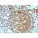 CD45RA(PTPRC/818), 1mg/mL
