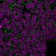 Ep-CAM / CD326(HEA125), 1mg/mL