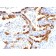 Cytokeratin 18(KRT18/835), 1mg/mL