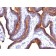 Mucin 1 / EMA / Episialin / CD227(MUC1/845), 1mg/mL