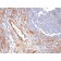 CD31 / PECAM-1(C31.10), 1mg/mL