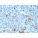 NGFR (Nerve Growth Factor Receptor)(NGFR5 + NTR/912), 1mg/mL