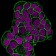 CD47(IAP/964), 1mg/mL