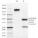 Biotium BNUM1032-50, ALK (Anaplastic Lymphoma Kinase) / CD246(ALK/1032), 1mg/mL