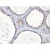 CD41a(ITGA2B/1036), 1mg/mL