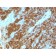 CD45RA(111-1C5), 1mg/mL