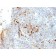 MHC II (HLA-DRA)(19-26.1), 1mg/mL