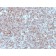 MHC II (HLA-DP) (beta chain)(Bra-14), 1mg/mL