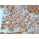 CD45RA(PTPRC/1148), 1mg/mL